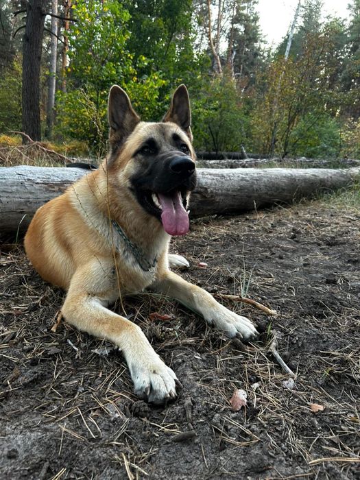 Шукаємо наречену гарному кобелю