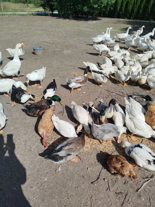 Gęsi i kaczki tegoroczne