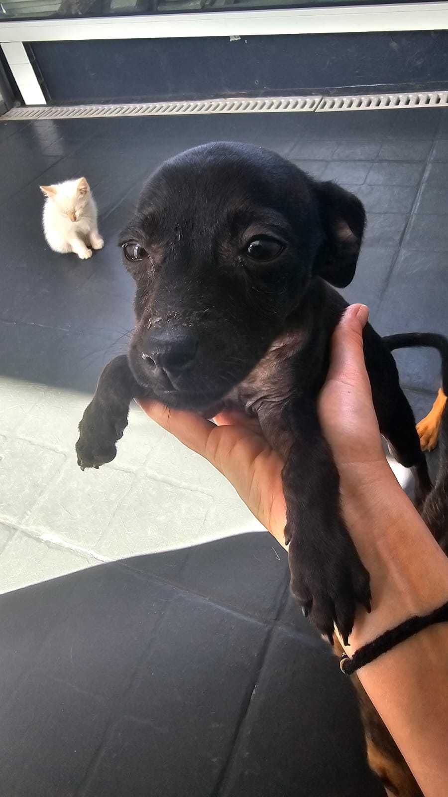 Mãe e bebés para adoção