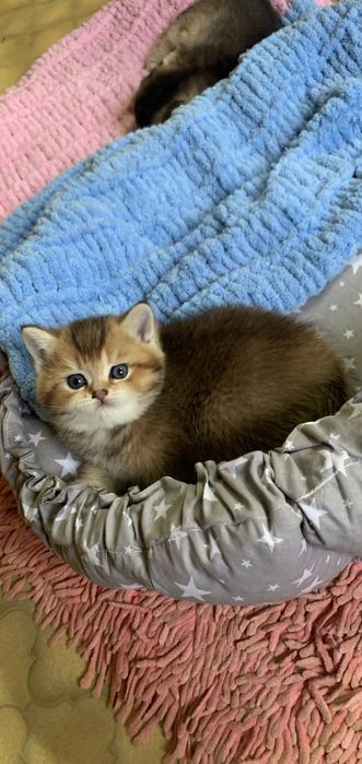 Золотий шотландець