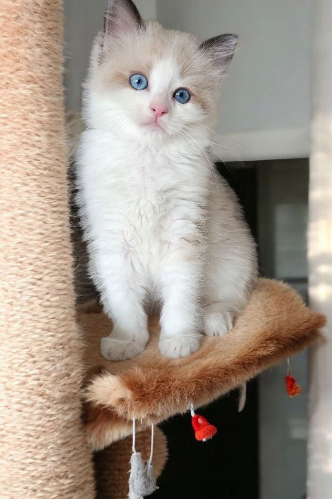Kociaki Kotka kocurek polecają się do rezerwacji Ragdoll FPL