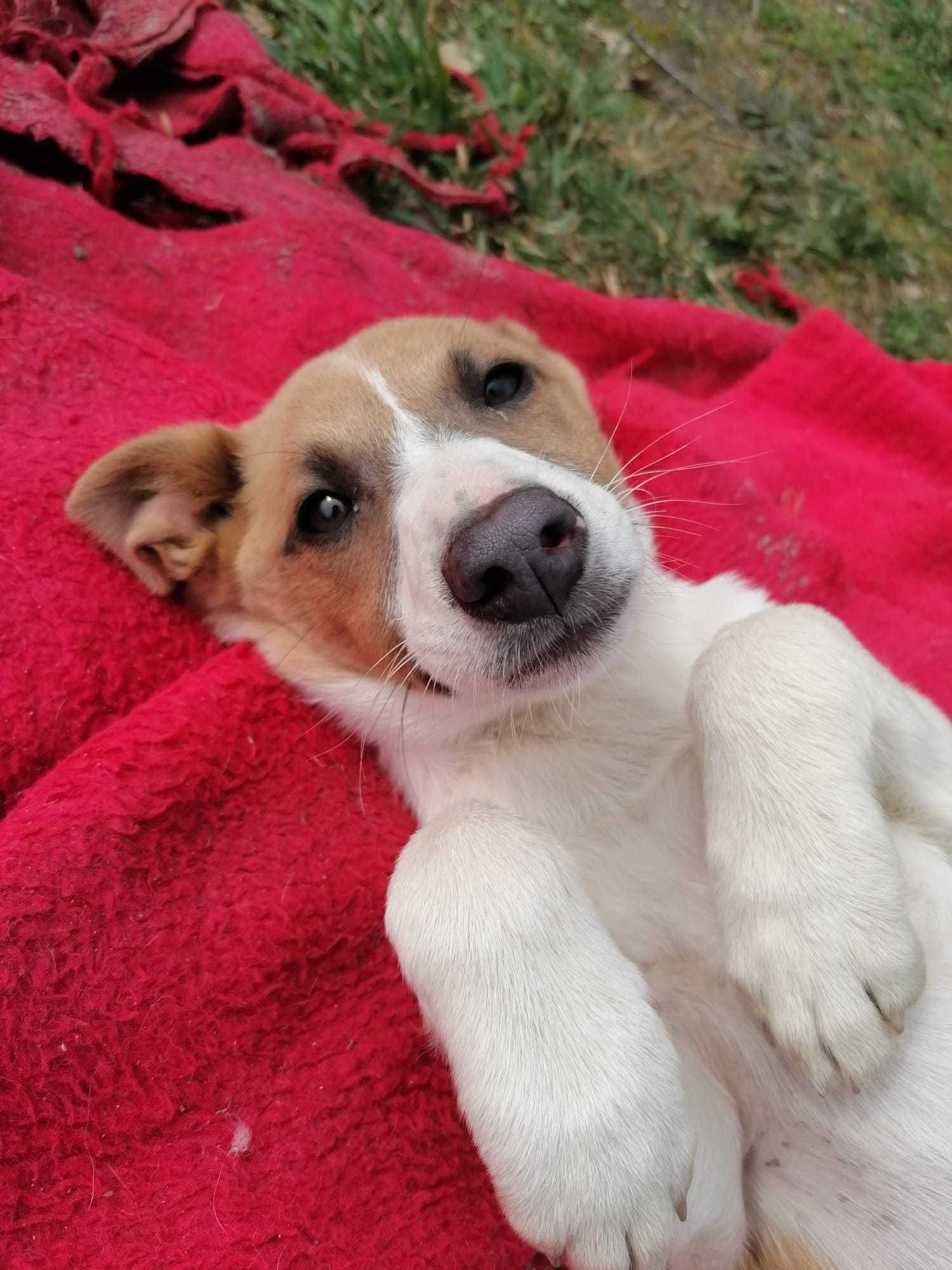 Lussie- cachorrinha para adoção responsável