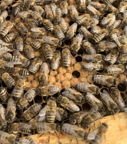 Бджолопакети Карпатка