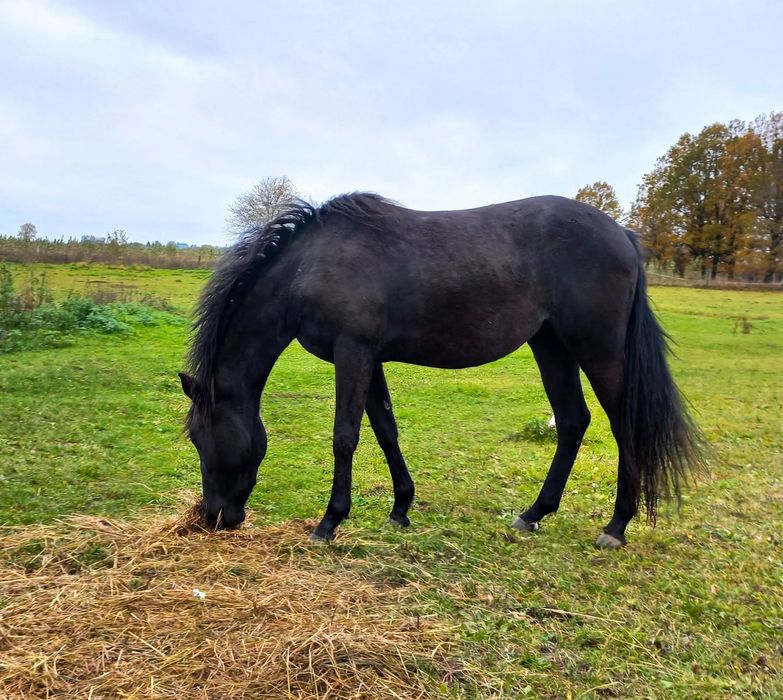 Sprzedam klacz po ogierze American Quarter Horse (AQH]