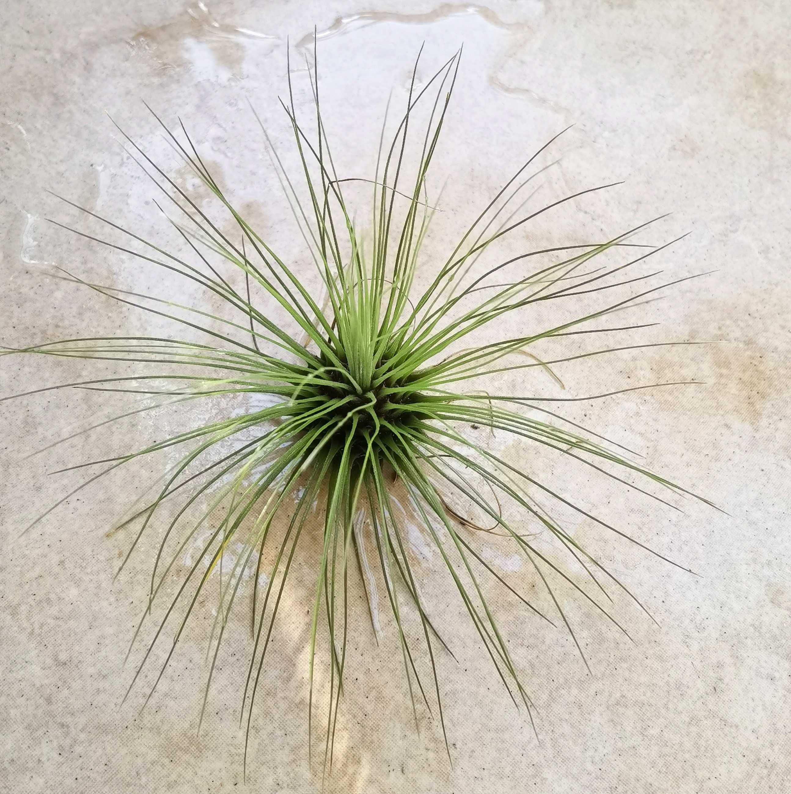 Tillandsia fuchsii var gracilis 11x7 cm
