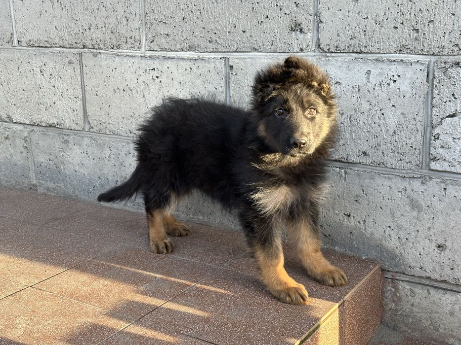 Owczarek niemiecki długowłosy suczka