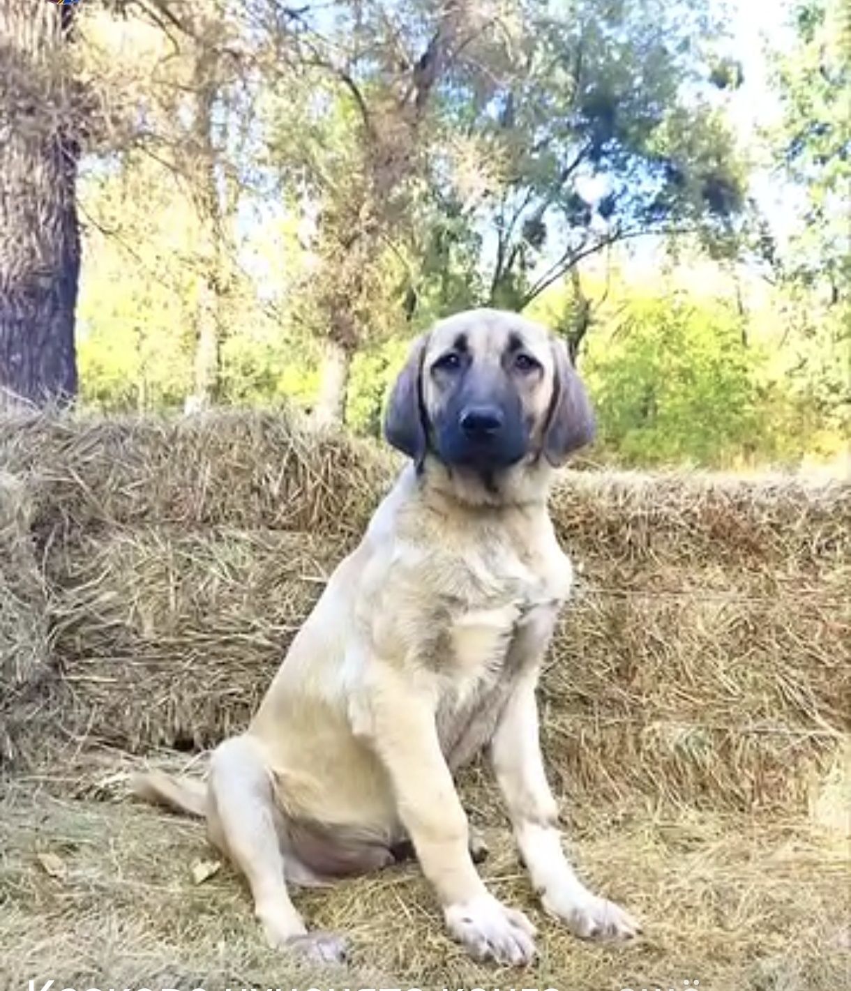 Цуценята турецького кангала