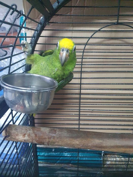 Venda de papagaios amazonas ochrocephala