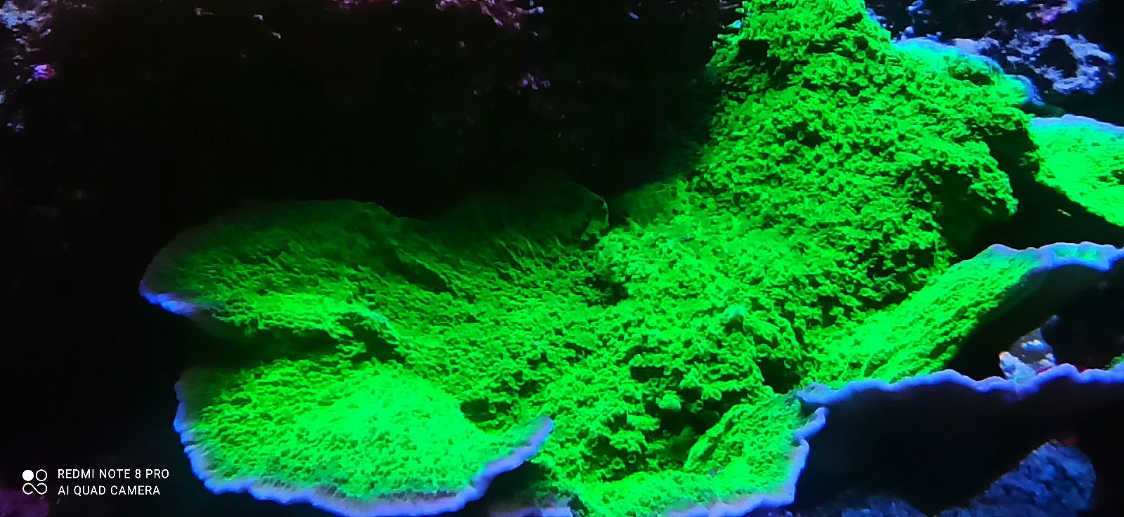 Koralowiec montipora zielona