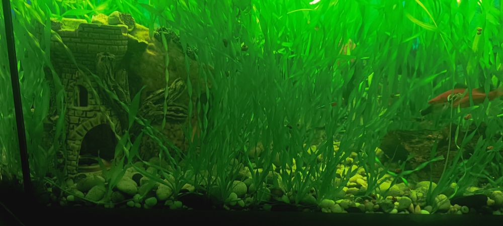 Аквариумные растения Валлиснерии