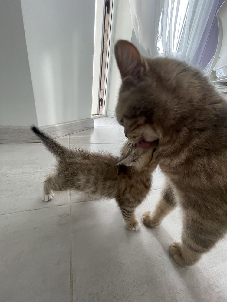 Котики, напівпородисті