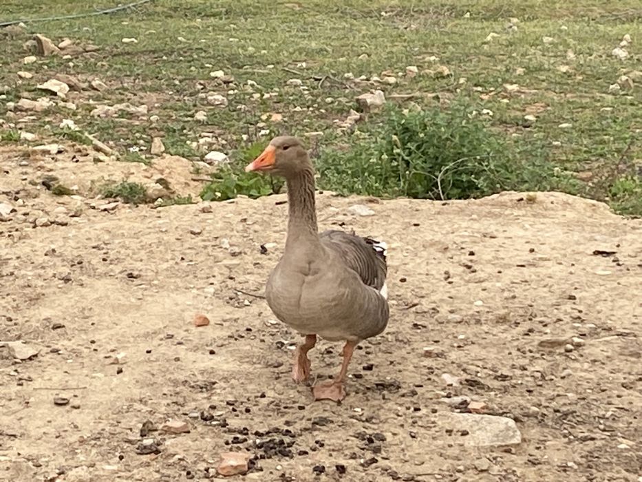 Ganso comum-ocidental, “Anser Anser”