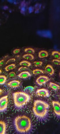 Zoa Zoanthus Lord of the Ring zoa Zoanthus