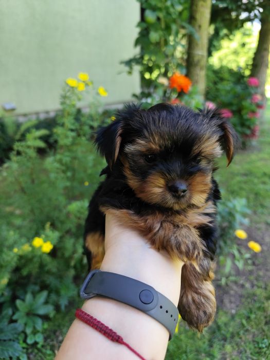 Yorkshire Terrier