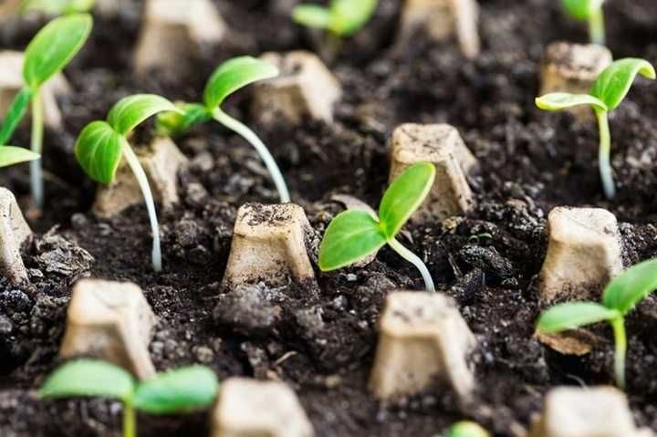 Ziemia do WYSIEWU I PIKOWANIA do Warzyw i Roślin Planta 50 L