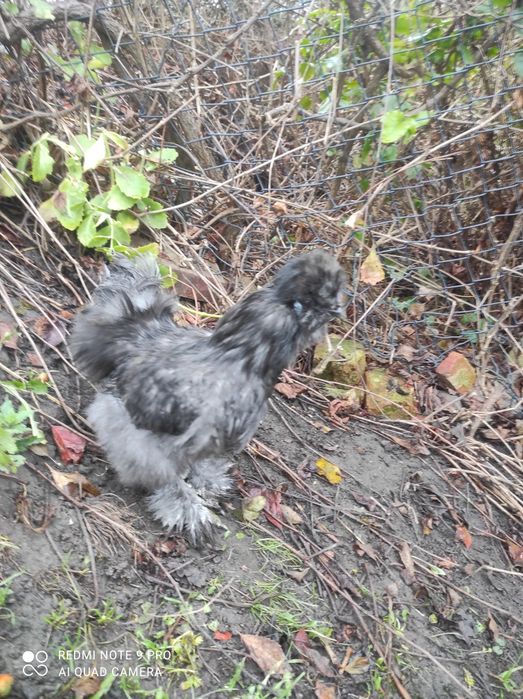 Koguty siłka jedwabista i mieszany-3 szt