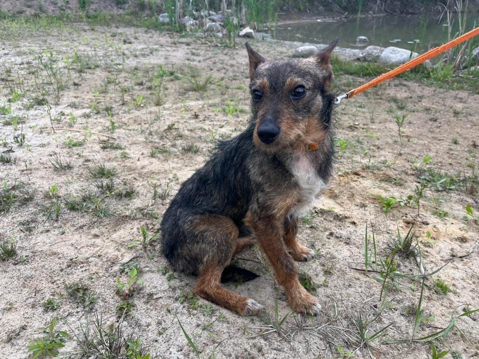Tymek szorstki samiec blaga o adopcje!