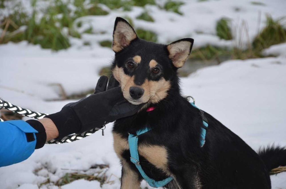 Iskierka psi dzieciak najsłodszy na świecie ADOPCJA