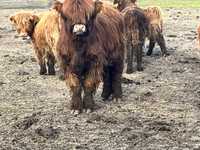 Szkockie  jałówki  byczki Highland Cattle Transport Gratis!