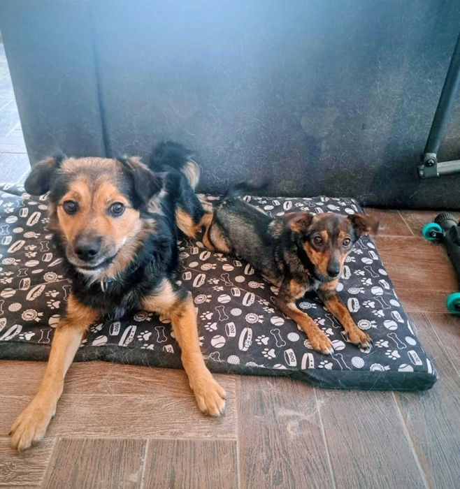 Wspaniały, radosny pies szuka aktywnej rodziny