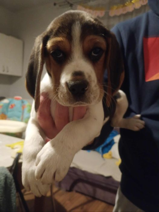 Sprzedam suczke Beagle