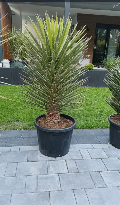 Yucca filifera. mrozoodporna. Palma