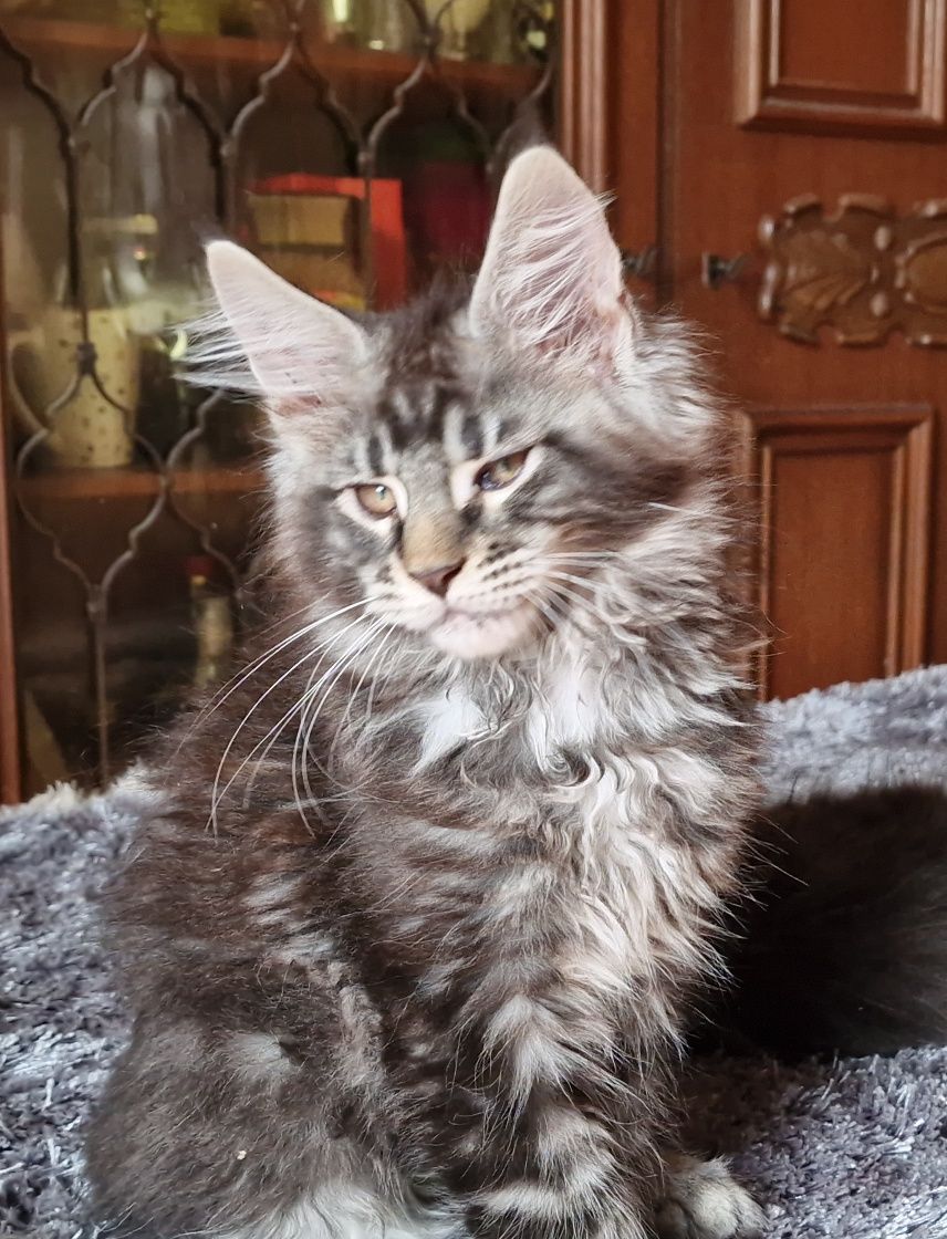 Maine Coon kocur