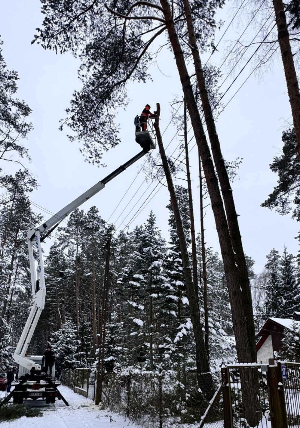 Wycinka Drzew Pielęgnacja Przycinka Drzew Arborysta Karczowanie Łask