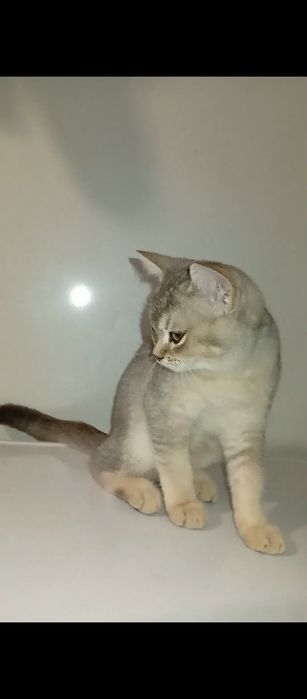 Шотландська срібна шиншила дівчинка