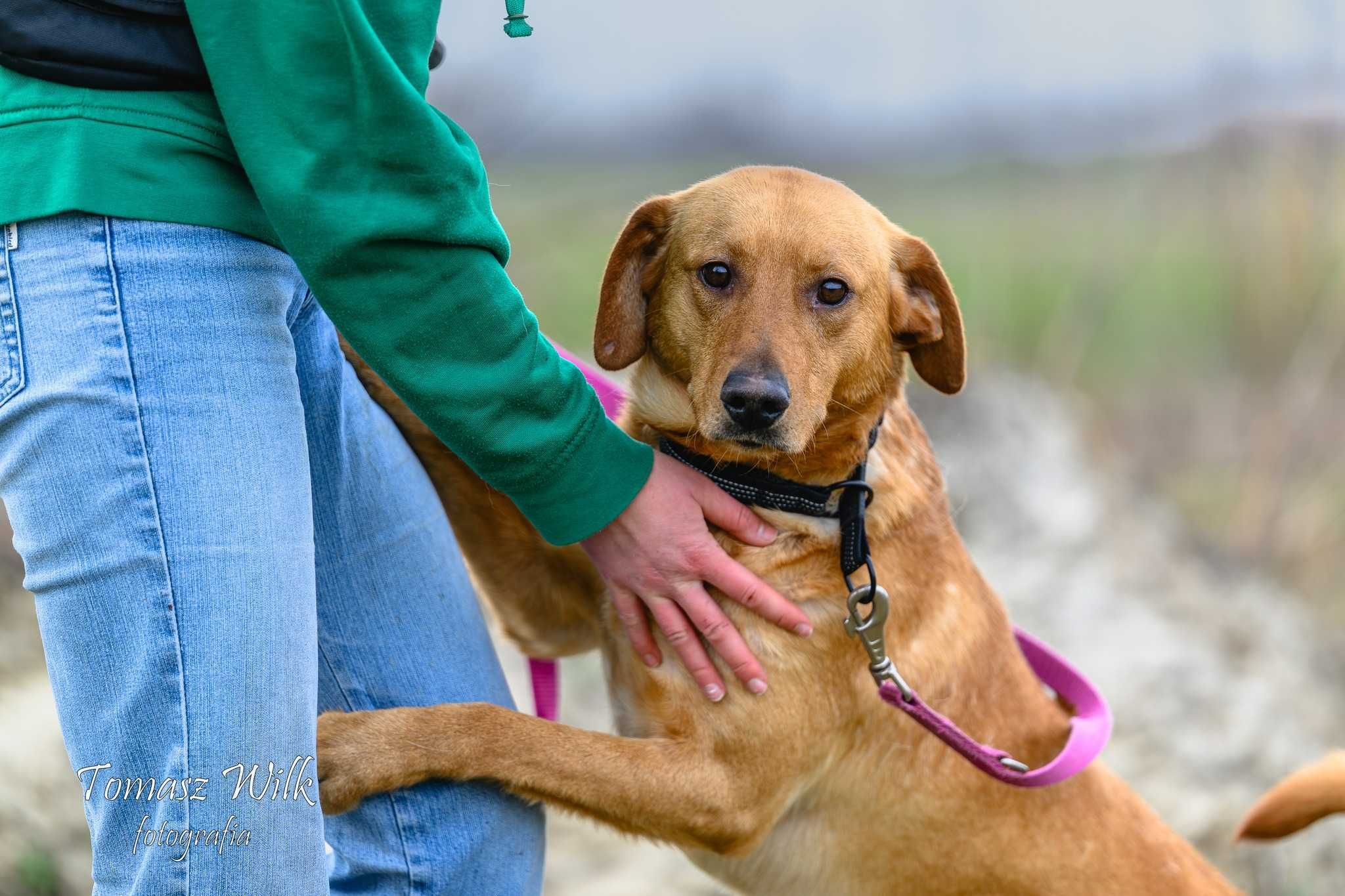Janek- młody i pogodny pies polecający się do adopcji