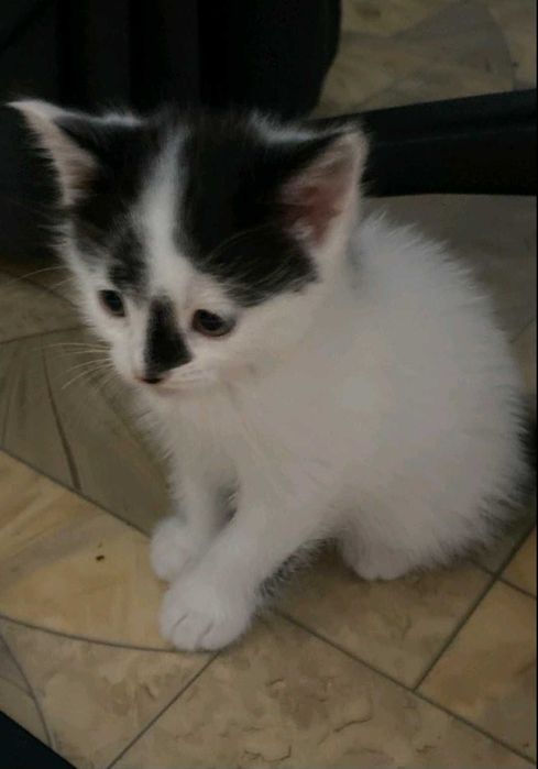 Котята безкошковно