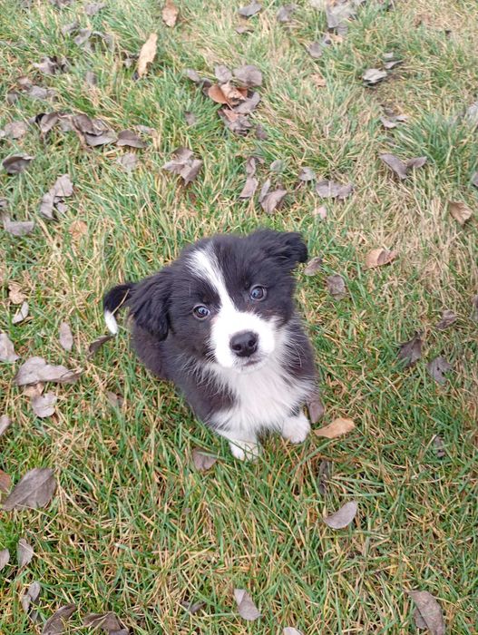 Border Collie śliczny szczeniaczek