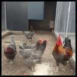 Galinhas : Marans, Araucanas em postura