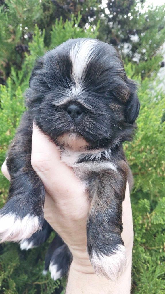 Piesek rasy shih tzu o imieniu Ralf