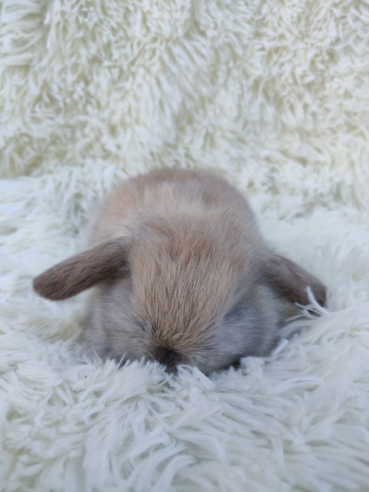 Piękne króliczki Mini Lop. Króliczek miniaturka. Szczepienia.