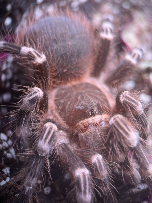 Samica Acanthoscurria Geniculata, 4,5 DC