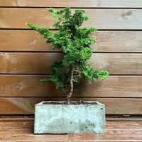 Cyprysik Tępołuskowy 'Aurora’  bonsai doniczka betonowa