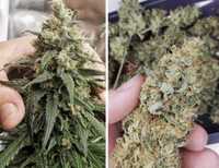 Durban Poison 6szt THC Nasiona Marihuany Konopie Indyjskie