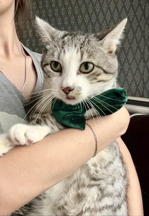 Мармуровий котик шукає родину