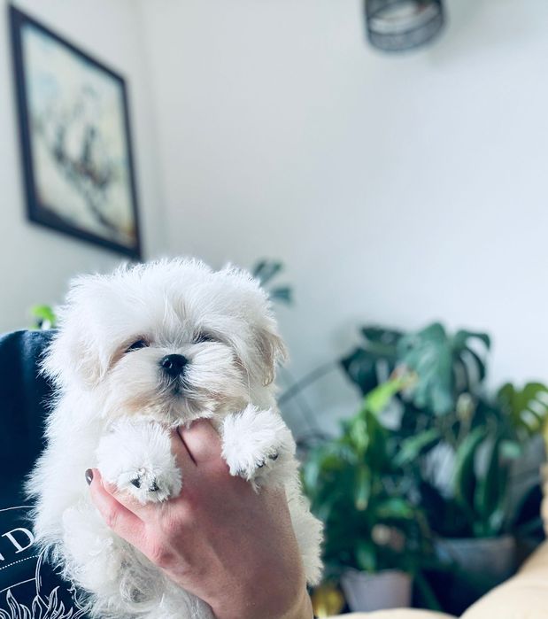 Przebadana Suczka Maltańczyk z rodowodem ZKwP i z paszportem