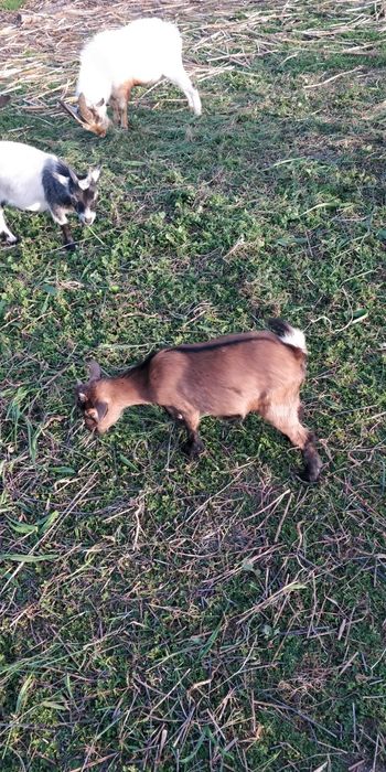 Cabras Anãs fêmea e machos