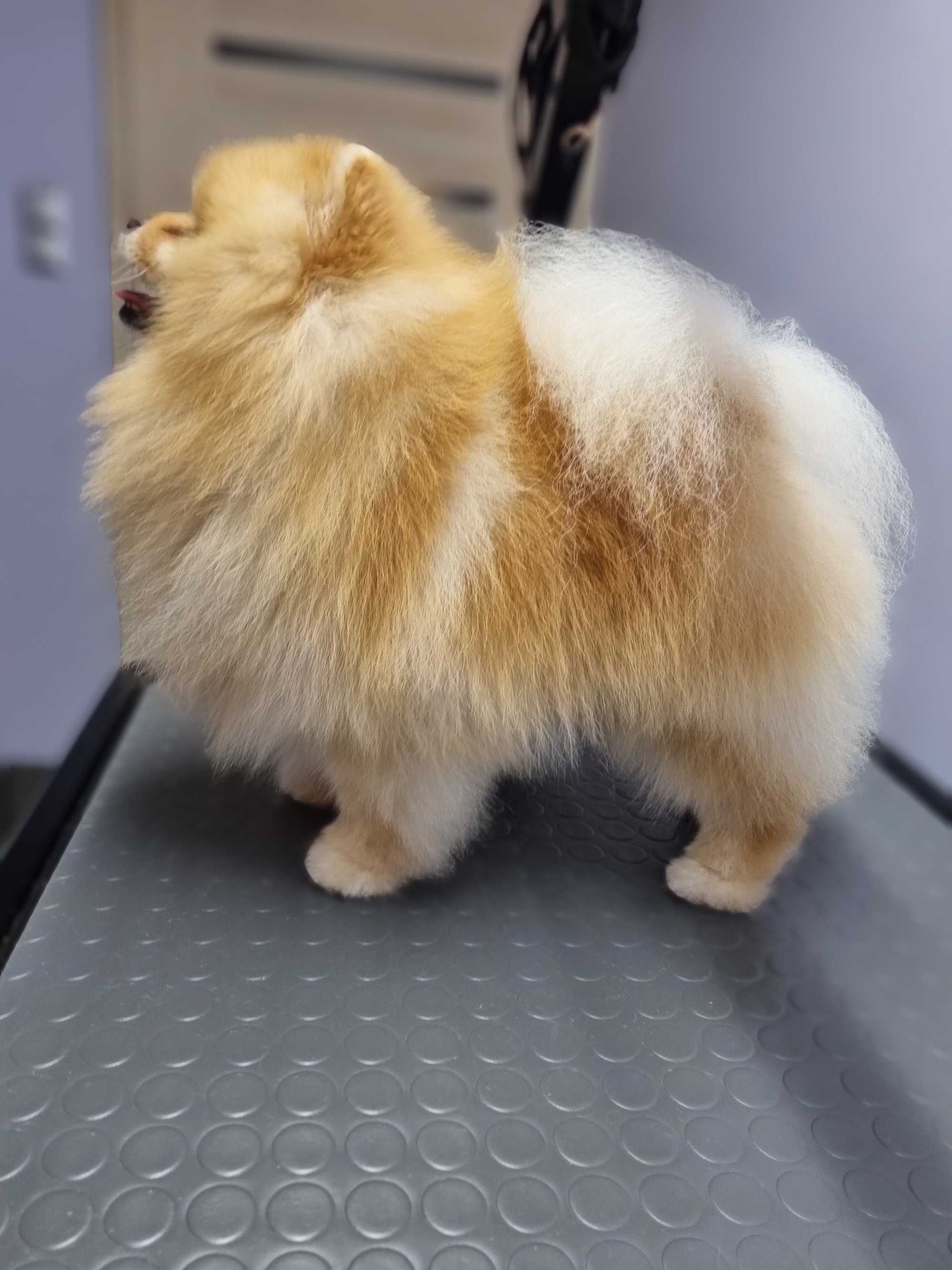 Szpic Miniaturowy Pomeranian Reproduktor Krycie