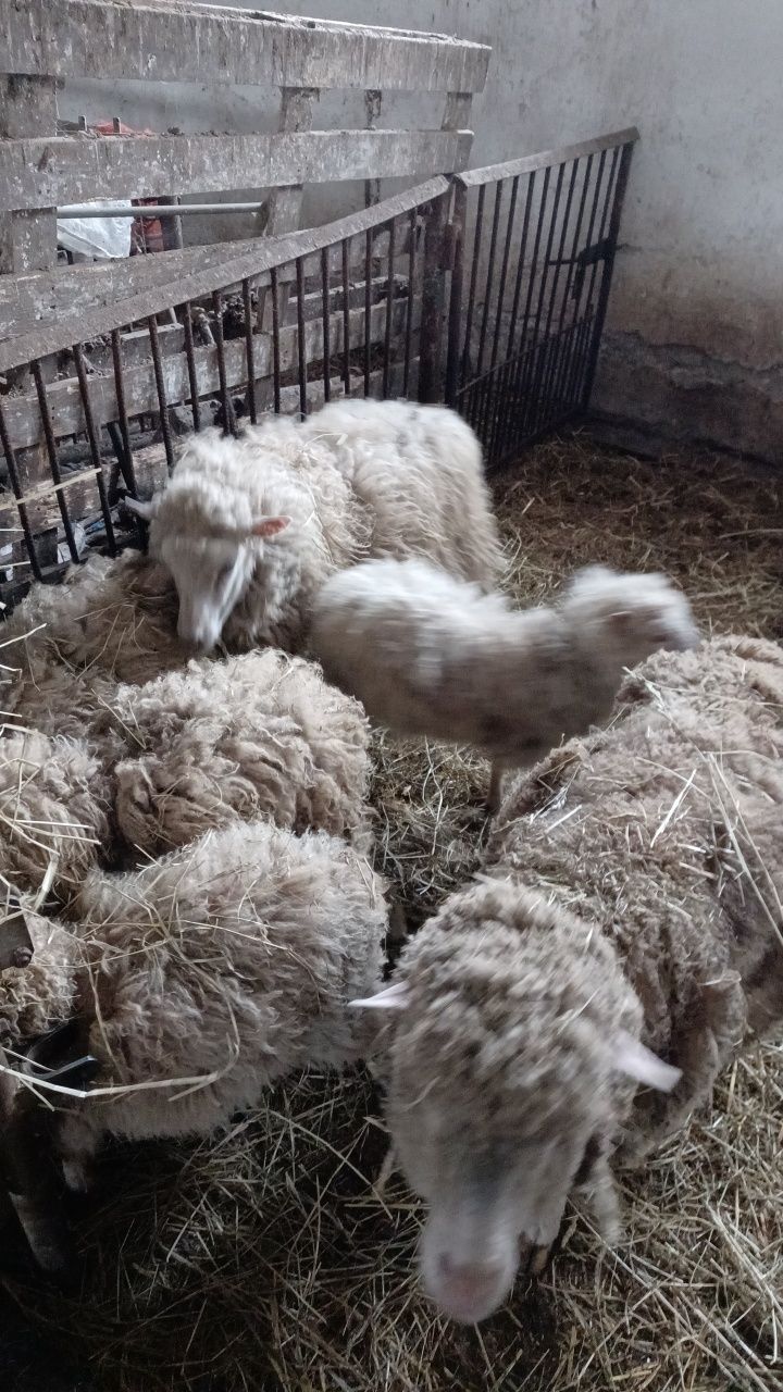 Owce mieszane całe stado
