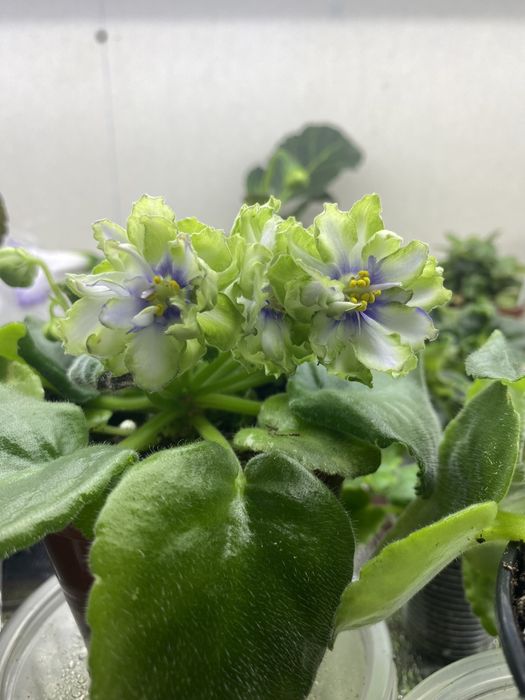 Сортові фіалки