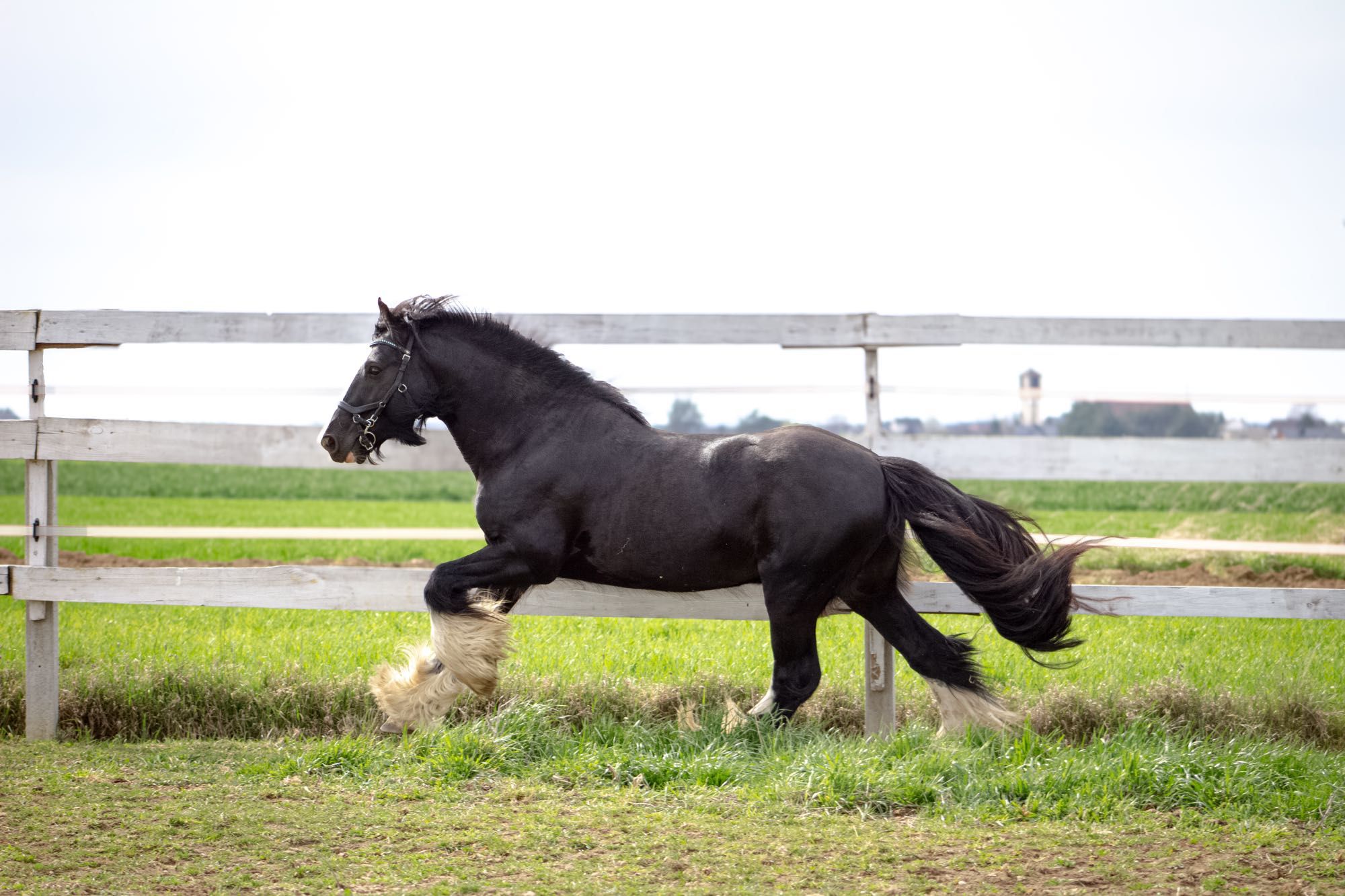Stanówka Ogier Irish Cob/Tinker/Gypsy Cob