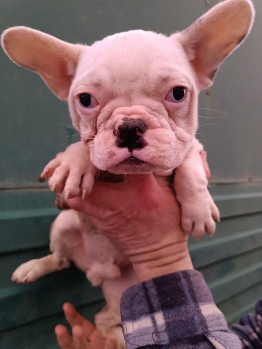 Чудові,красиві, розумні, різного забарвлення француз,з доставкою довас