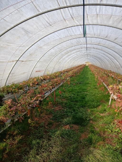 Tunele foliowe rynny do uprawy truskawek