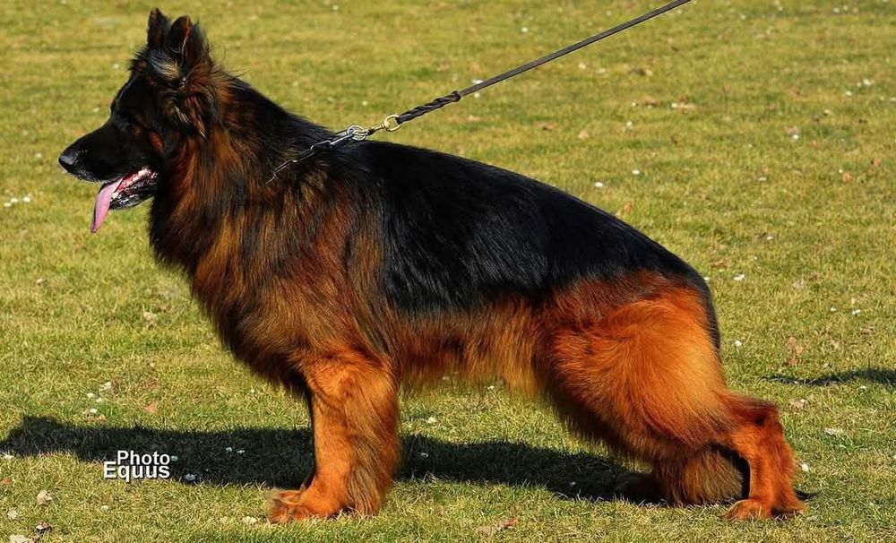 Owczarek niemiecki długowłosy FCI