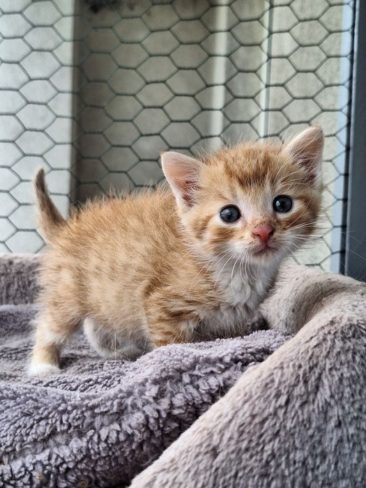 Aria i Karmel – dwie małe iskierki, wyjątkowo umaszczone RUDY