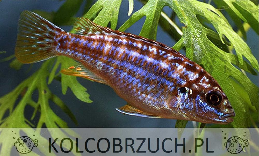 Melanochromis exasperatus - PYSZCZAK - dowóz, wysyłka